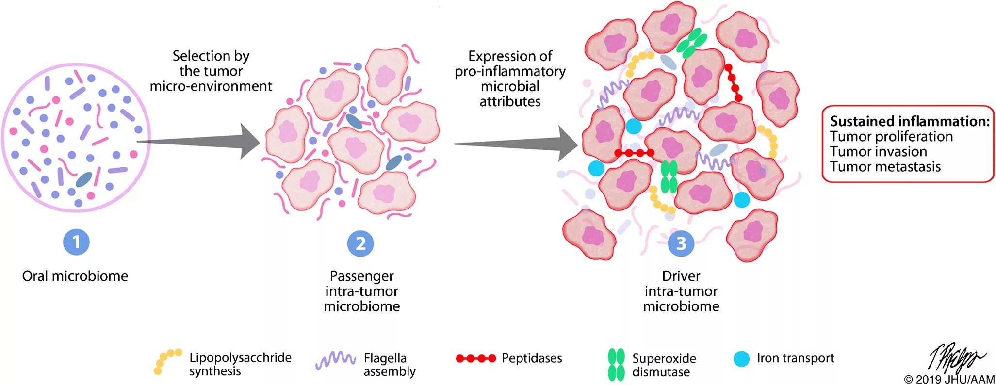 Tumor перевод на русский. Toy tumor сюжет. Этапы развития опухоли генетика. Tumor перевод на русский. Tumor перевод на русский.