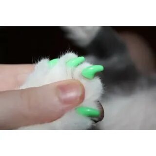 Хомякам стригут когти