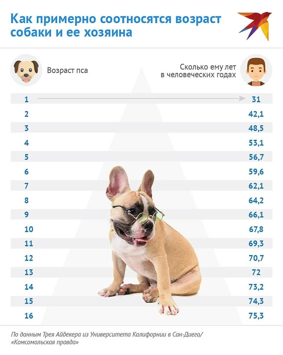 Собачий возраст по человеческим меркам таблица мелких. Возраст собаки по человеческим меркам таблица той. Таблица возраста собак по человеческим меркам мелких пород. Возраст собаки по человеческим меркам таблица чихуахуа. Возраст собаки по человеческим меркам таблица Пекинес.
