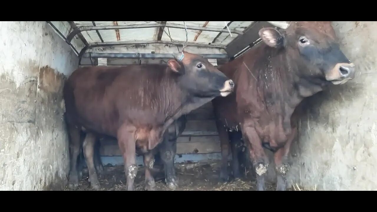 Мал базар каракол. Скотный рынок в прохладном. Скотный рынок. Рынок скота. Скотный рынок.
