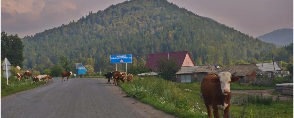 Бирюля республика алтай. Село Карасук Республика Алтай. Село Бирюля Республика Алтай. Ускуч Республика Алтай. Карасук Майминский район.