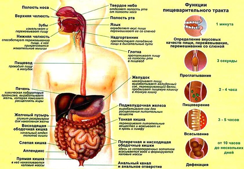 Связь органов человека. Система пищеварения человека анатомия. Пищеварительный тракт человека строение и функции. Структура и функции пищеварительного тракта схема. Желудочно кишечный тракт человека анатомия и физиология.