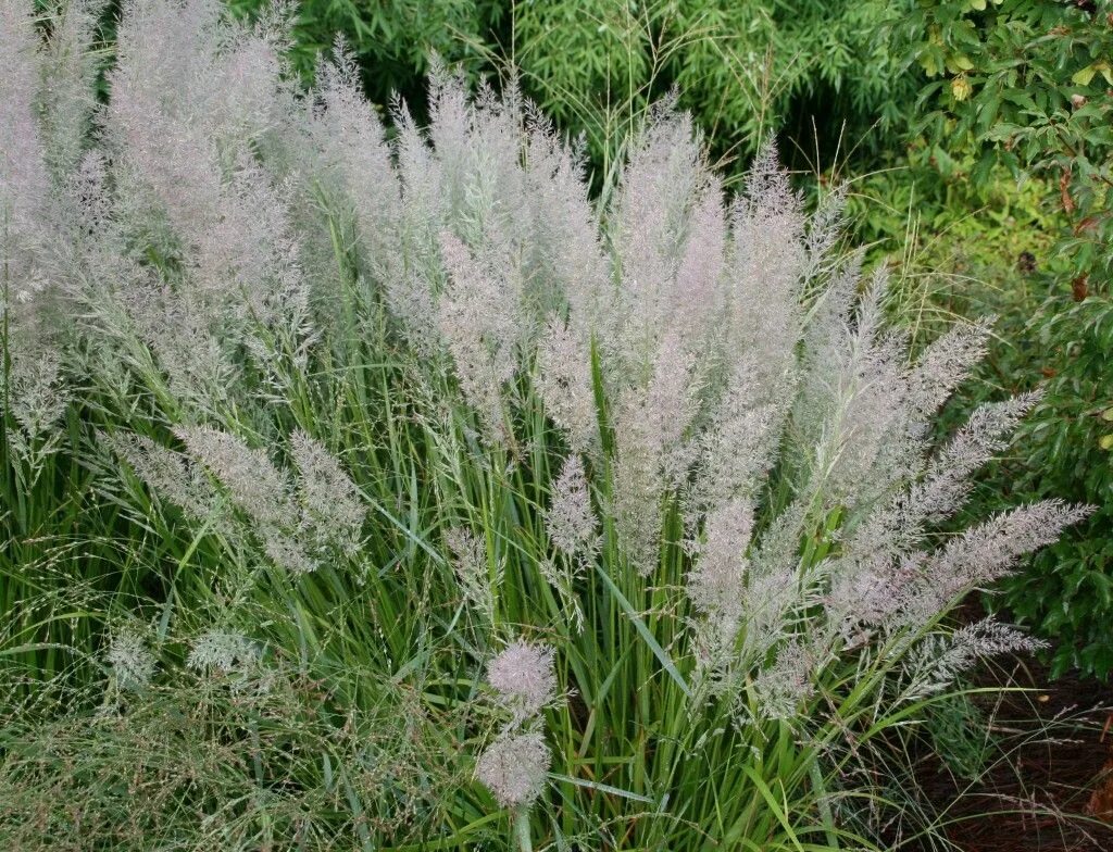 Вейник коротковолосистый Calamagrostis brachytricha. Вейник остроцветковый Overdam. Вейник Бриллиантовый. Вейник Степной. Вейник овердам