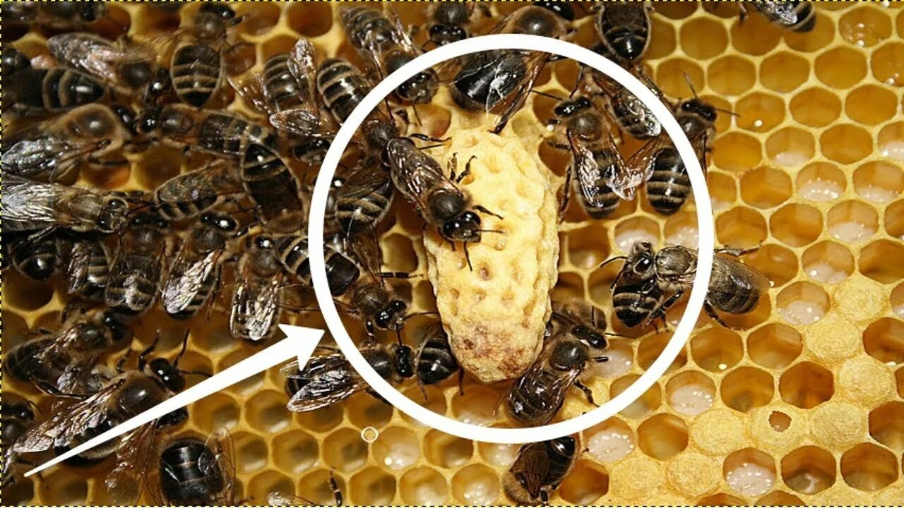 Как отличить матку. Пчеломатка откладывает яйца. Пчелиная матка маточник. Маточник пчелиный свищевой. Расплод у пчел маточник.