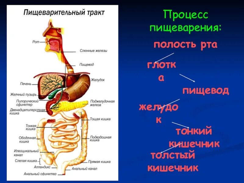 Последовательность процессов в пищеварительном тракте