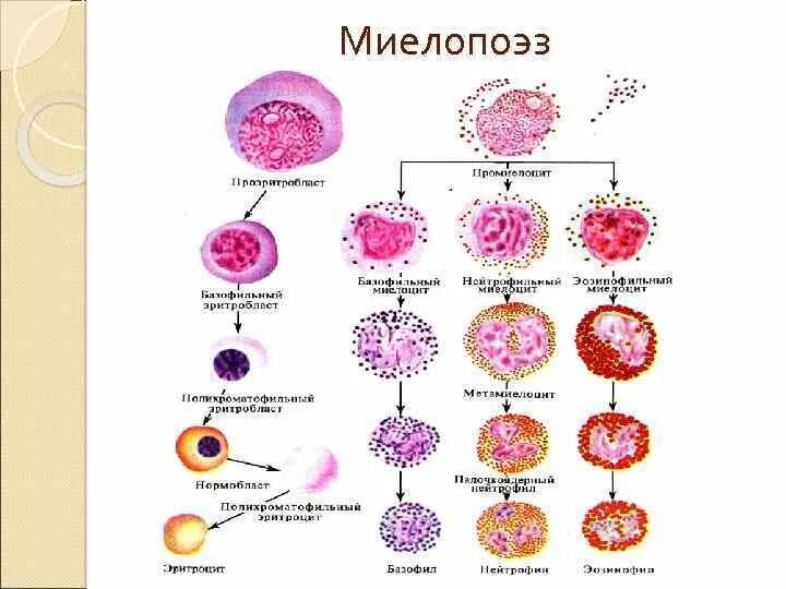 Кроветворение гемопоэз гистология. Схема гемопоэза лейкоцитов. Схема гемопоэза иммунология. Схема кроветворения в костном мозге.