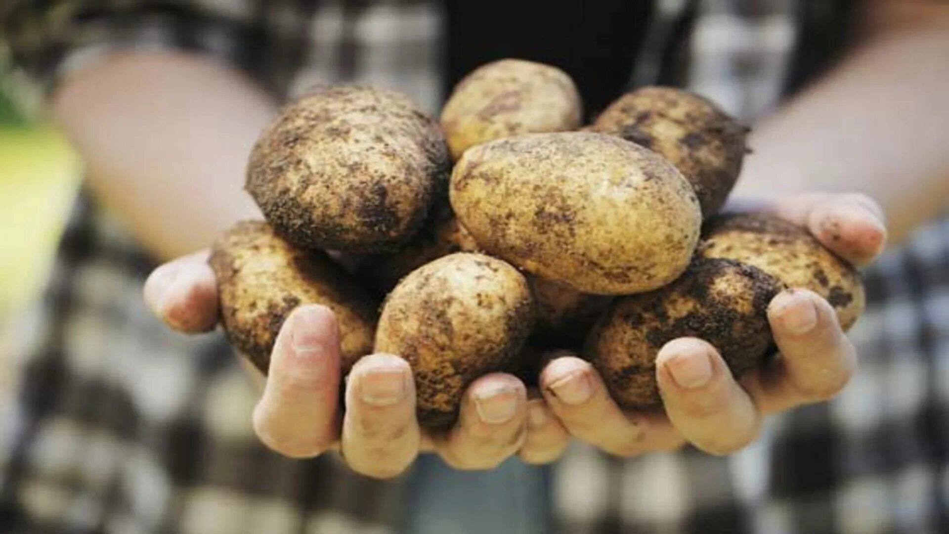 Картофель ласунок купить. Картофель. Картошка в руке. Урожай картофеля. Фото картошки.