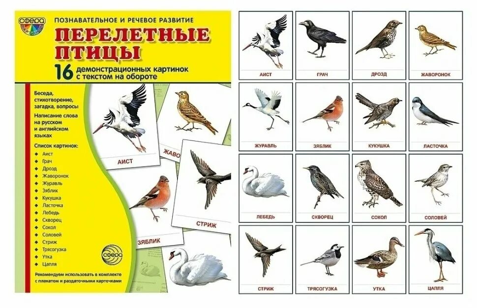 птицы названия список. зимующие птицы россии для дошкольников. лесные птицы для детей с названиями. зимующие и перелетные птицы россии для детей. птицы россии перелетные и неперелетные.