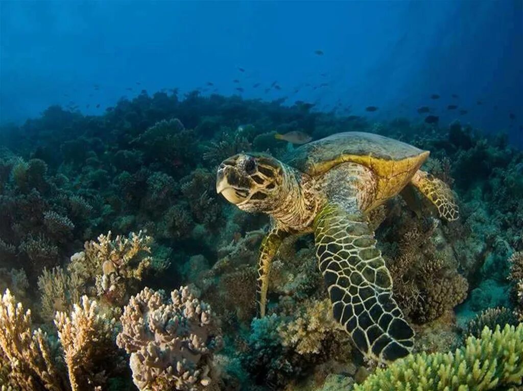 Фауна океанов. Черноморская черепаха морская. Морская Флора и фауна. Водные обитатели. Подводный мир черного моря.