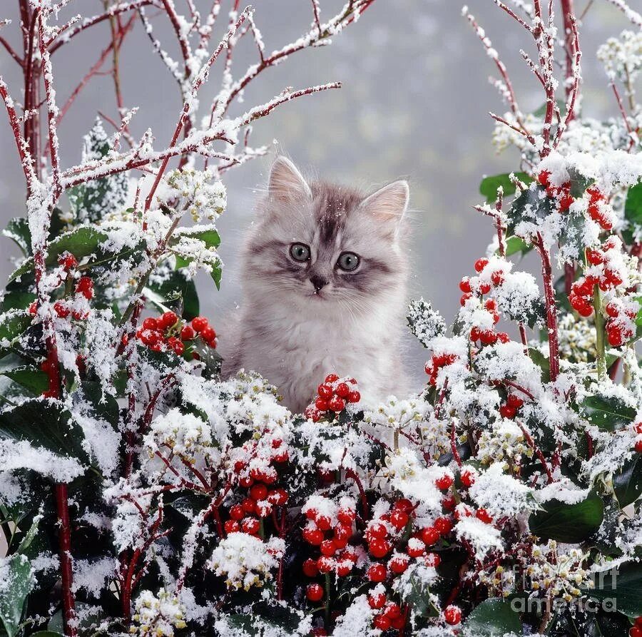 Добрый снежок. Кошка зима. Кошки зимой. Пушистая зима. Котенок в снегу.