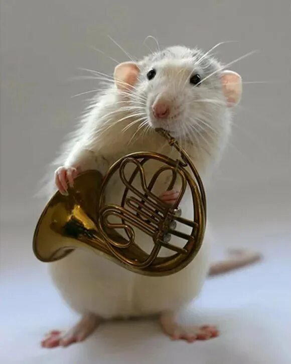 Эллен Ван Дилен. Крыски Эллен Ван Дилен. Эллен Ван Дилен крысы. Крысы с музыкальными инструментами. Картинки крысы смешные