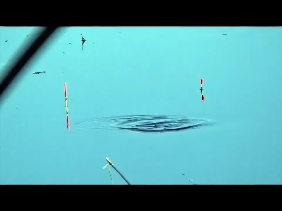 Линь на поплавочную удочку видео