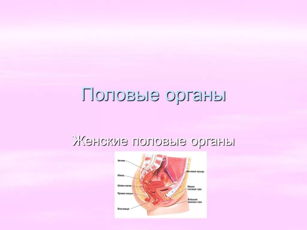 Женские половые органы снаружи. Женский половой орган. Наружные половые органы. Внешние половые органы женщины.