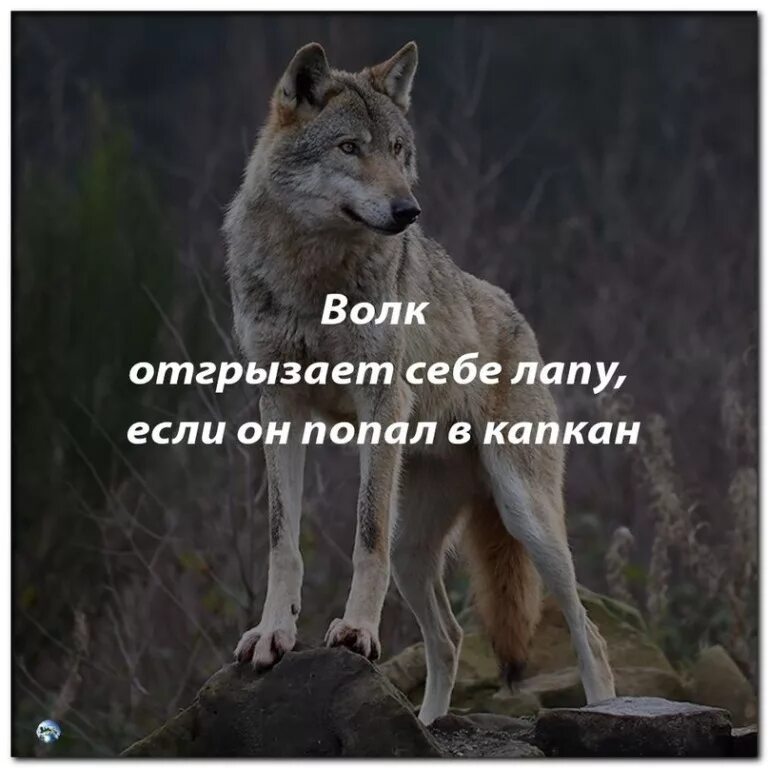 я волк