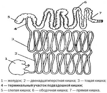 Кишечник 4 животных