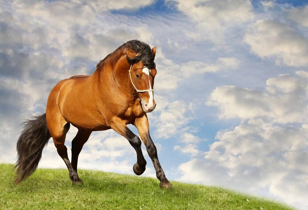Толкование снов к чему снятся лошади. Лошадь. Коричневый конь. Лошадка, коричневый.. Рыжая лошадь.