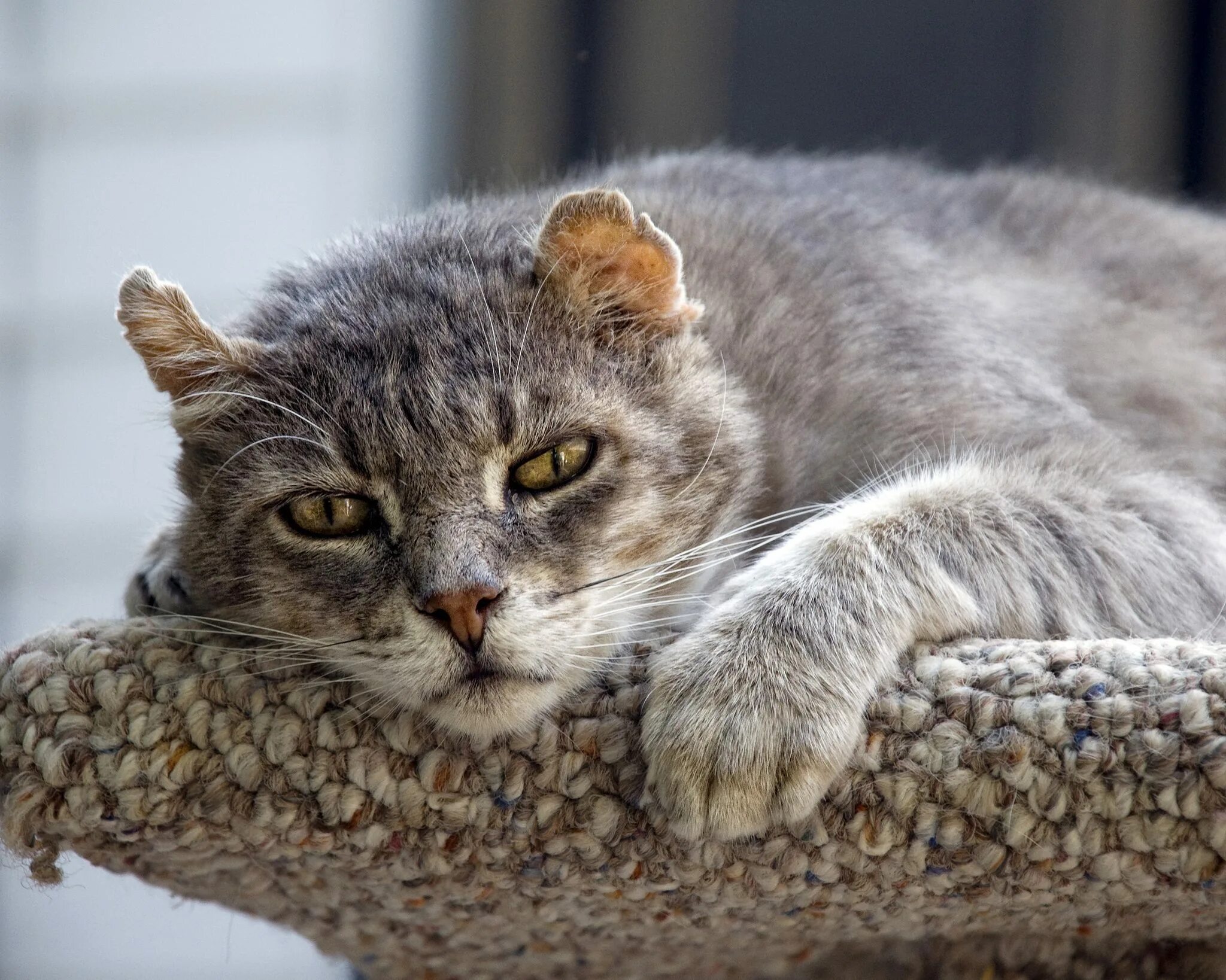 Кошак. Коты. Красивые коты. Старый кот. Qaty.