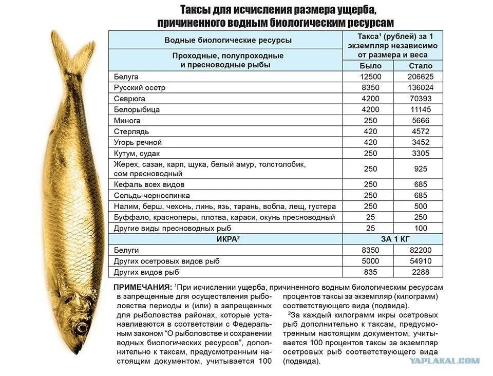 Сколько штраф за рыбу