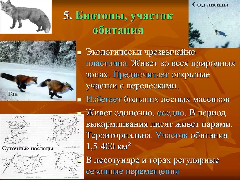 В какой природной зоне не встречается лисица. Лиса зона обитания природная. Природные зоны обитания лисы. Обыкновенная лисица где обитает. Место обитания лисы обыкновенной.