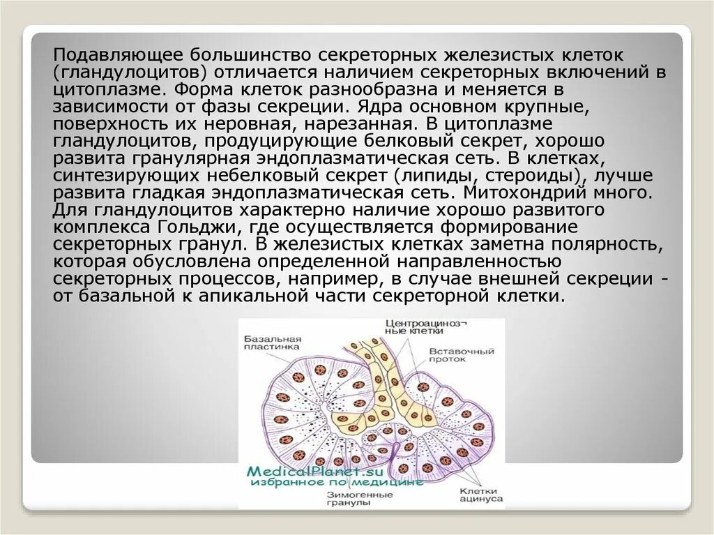 Секреторные б клетки. Типы секреции секреторных клеток. Типы секреции гландулоцитов. Строение секреторных клеток. Типы секреции железистых клеток.