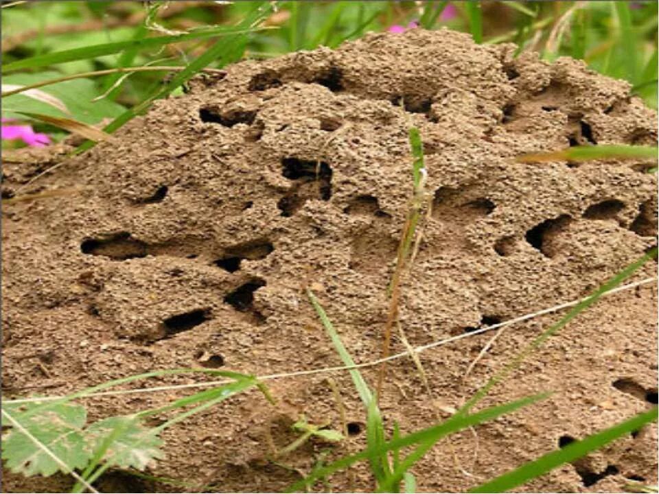 В небольшом муравейнике который. Садовые муравьи Муравейник. Фараоновые муравьи Муравейник. Гнездо муравьев. Муравьи в огороде.