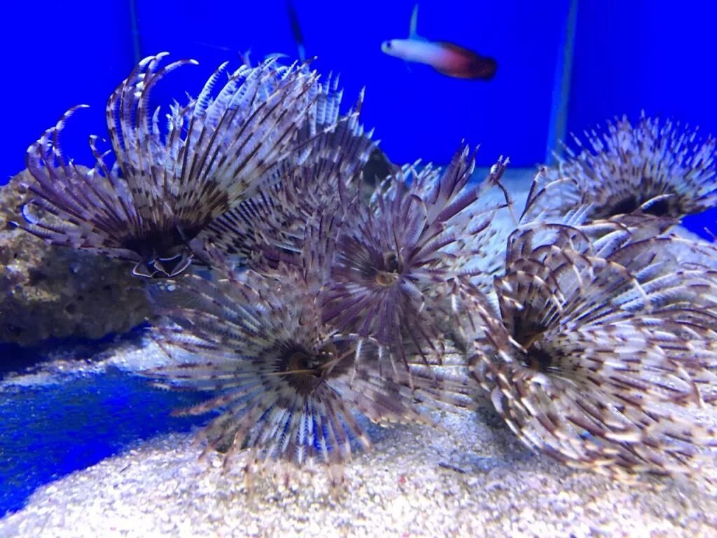 Coral 6. Коралл Плерогира пузырчатая. Корнулярия коралл. Морской аквариум с беспозвоночными. Дискоактиния.
