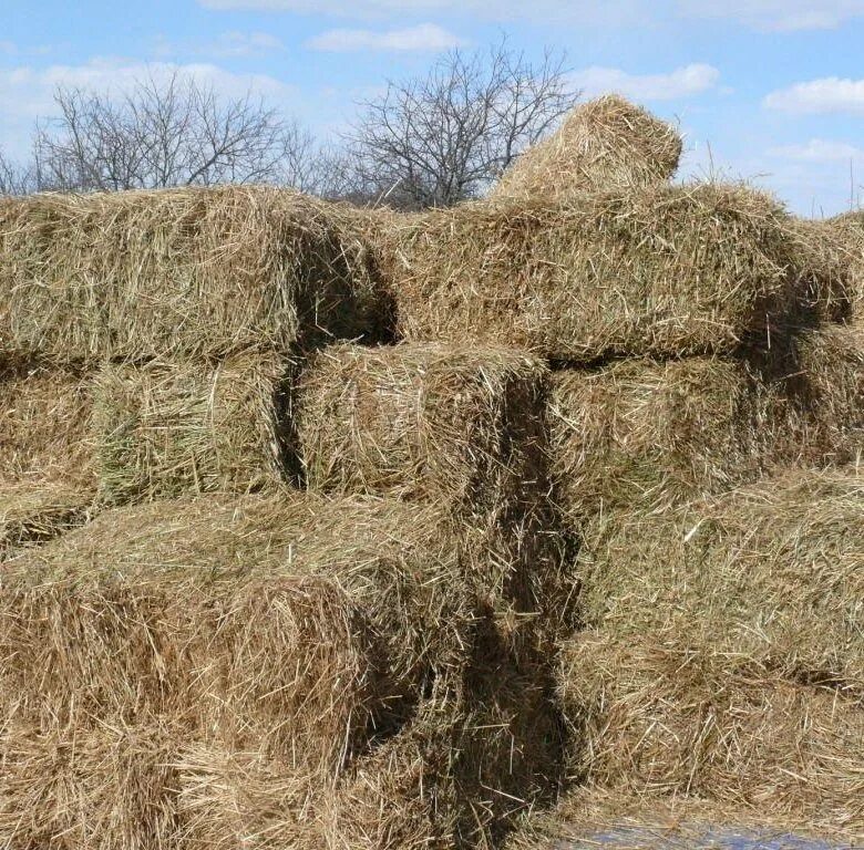 Солома пшеничная тюк (20 кг). Сено Луговое в квадратных тюках. Сено Луговое разнотравие тюки. Тюк 20-25кг тюк. Тверское сено