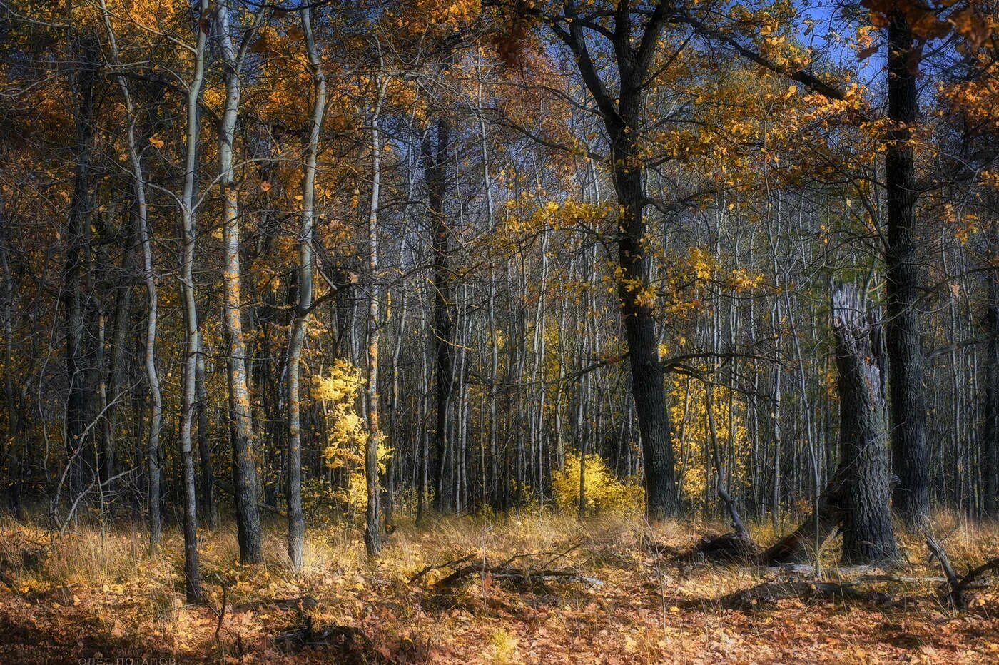 Как выглядел осенний лес. Тополь осинообразный. Оренбургские леса осенью. Осенние картинки на рабочий стол. Осенний лиственный лес.