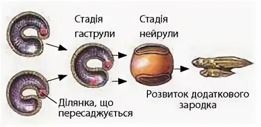 Период развития в организме зародыша