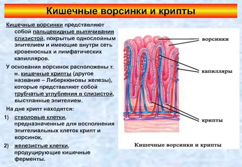 Микроворсинки кишечника тонкого кишечника. Строение ворсинки тонкого кишечника. Ворсинки кишечника строение и функции. Строение и функции кишечных ворсинок. Кишечные ворсинки характерны для