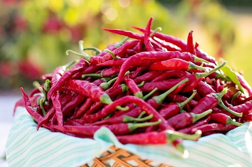 Перец кайенский (capsicum annuum). Красный кайенский перец. Кайенский перец чили. Кайенский перец чили. Кайенский красный перец.