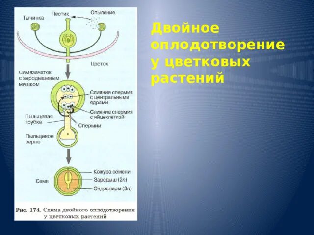 Какие клетки участвуют в двойном оплодотворении