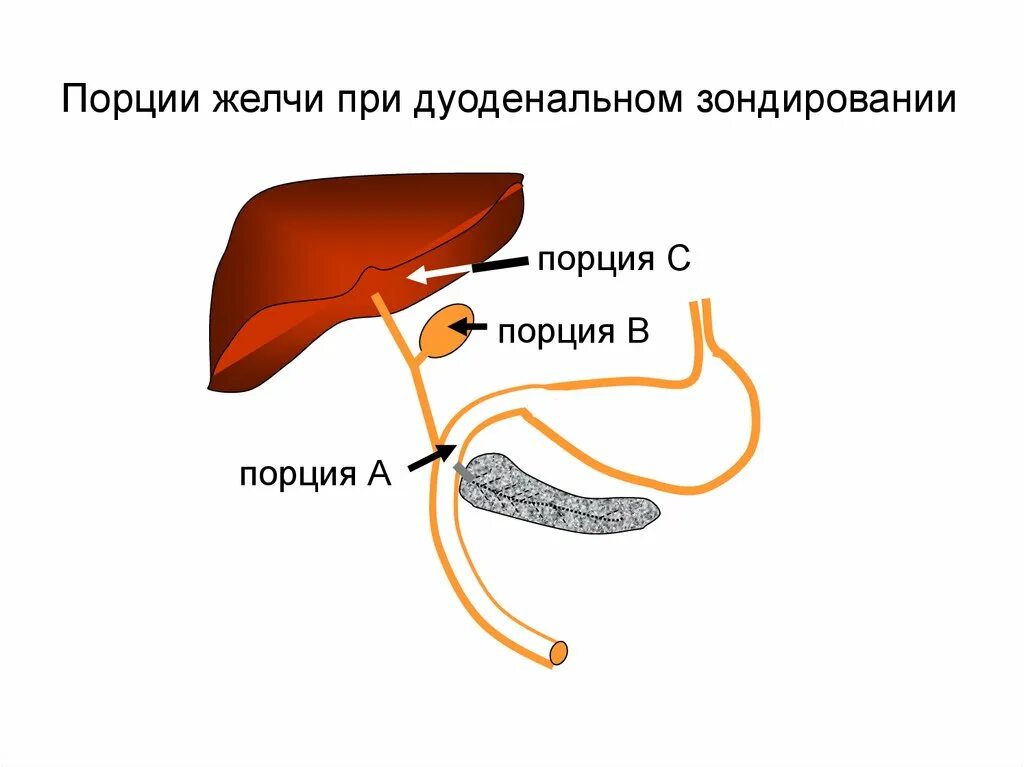 Порция "в" при дуоденальном зондировании это. Дуоденальное зондирование порции. Порции желчи при дуоденальном зондировании. Дуоденальное зондирование порции желчи.