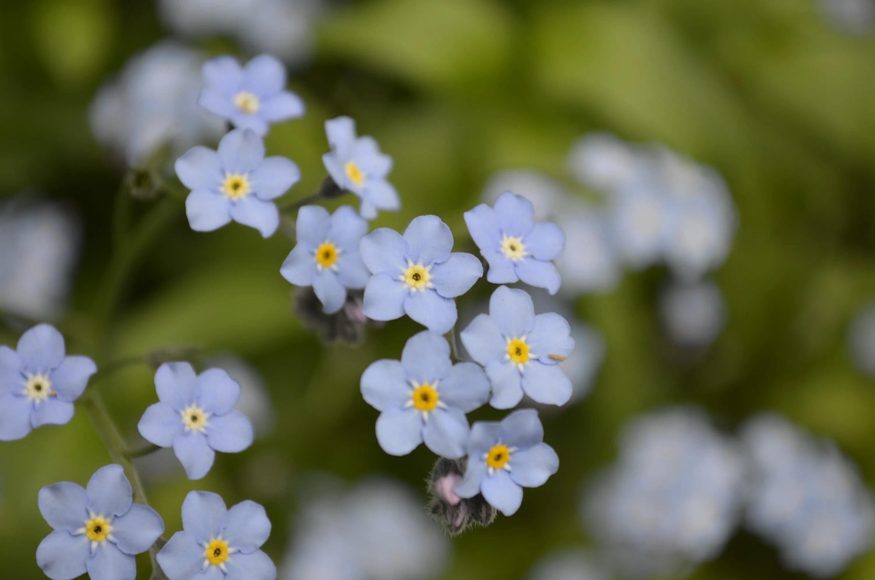 Small Flowers. Flowers small image. Small Flower Plot. Small Blue big White.