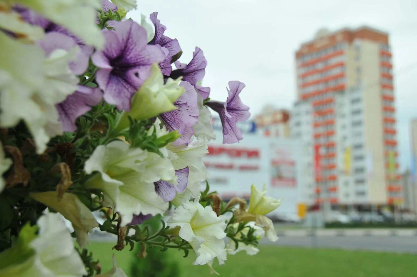 Белые городские цветы. Городские цветы. городские цветы картинки. городские цветы клип. цветы на городских улицах в израиле 1 ноября.