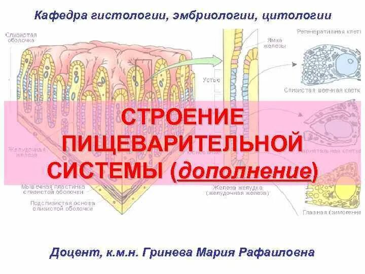 Гистология пищеварительная. Строение пищеварительной системы гистология. эпителий пищеварительной трубки гистология. строение пищеварительной трубки гистология. пищеварительная система гистология презентация.