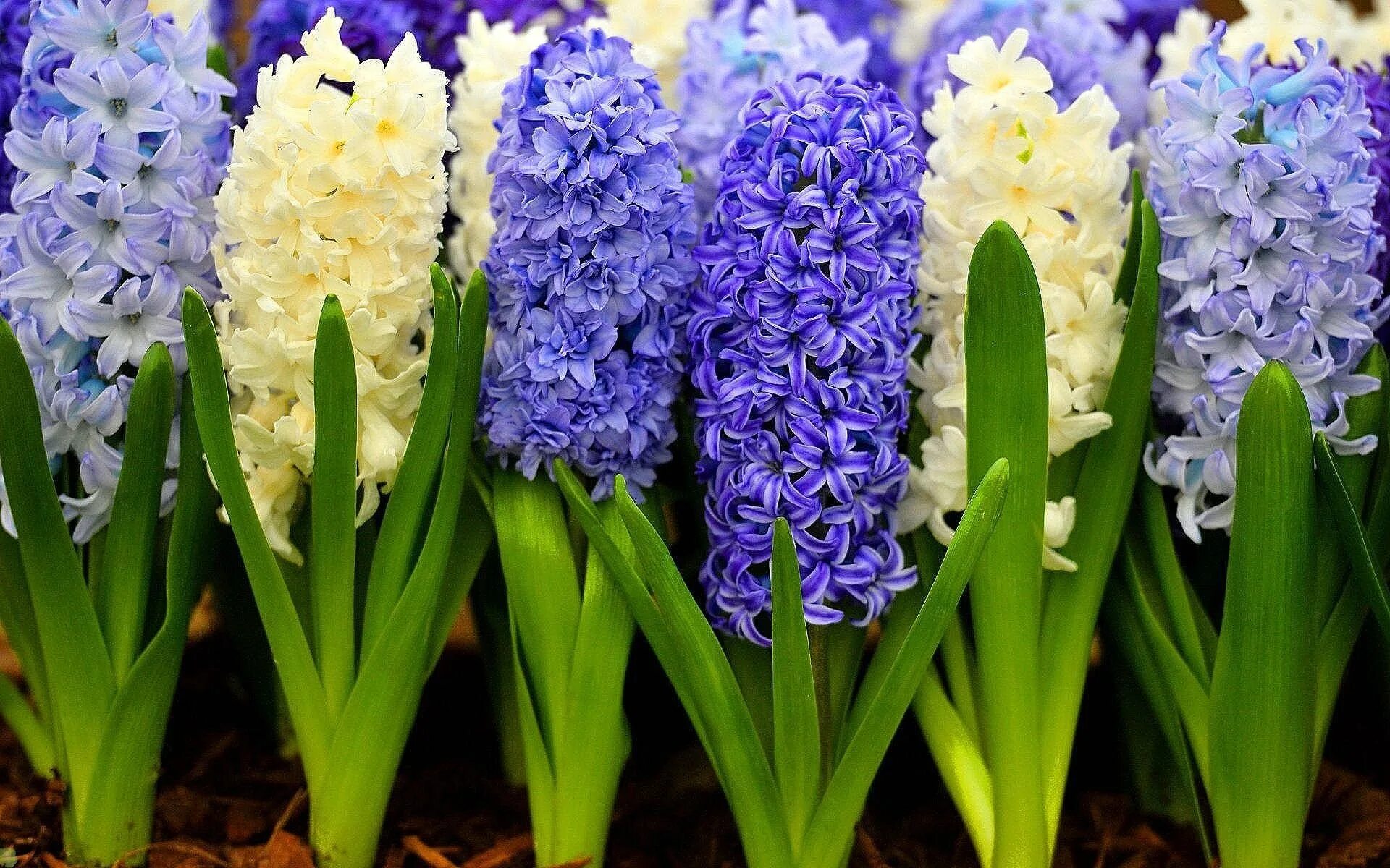 луковичный цветок гиацинт. весенние цветы гиацинты. гиацинт растение клумбовые растения. гиацинт (растение). лилейные гиацинт.