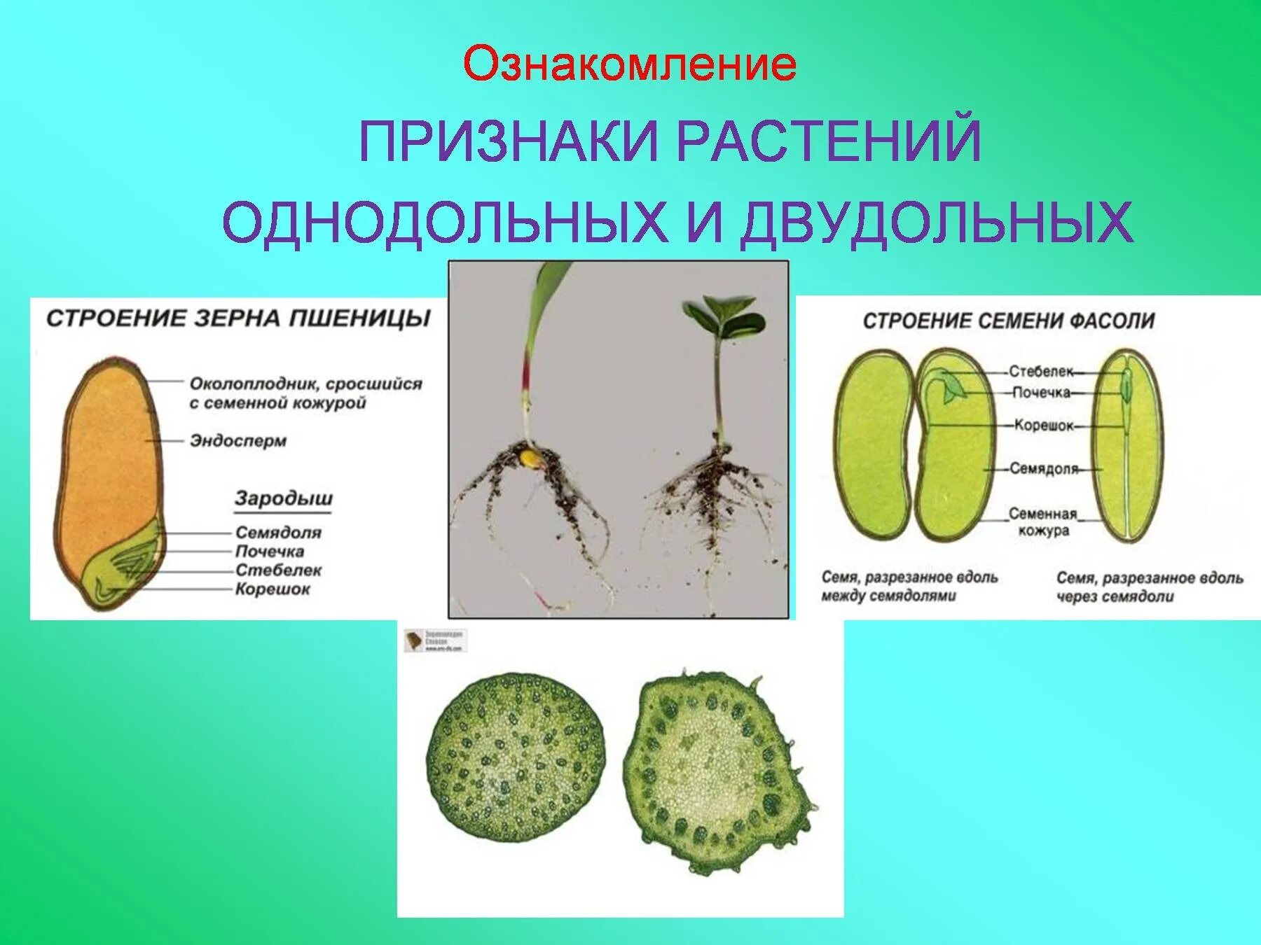 Как отличить двудольные от однодольных. Однодольные и двудольные растения 6 класс. Однодольные растения и двудольные растения 6 класс. Признаки однодольных и двудольных. Однодольные и двудольные растения 6 класс биология.