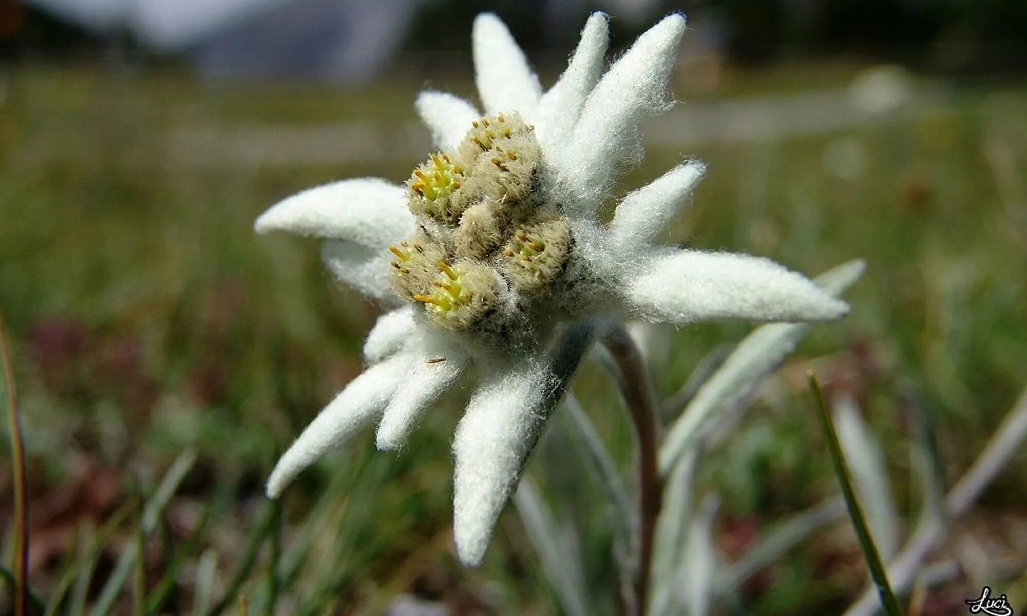 Эдельвейс цветок. Эдельвейс цветок. Эдельвейс цветок. Эдельвейс альпийский (leontopodium alpinum). Эдельвейс курильский.