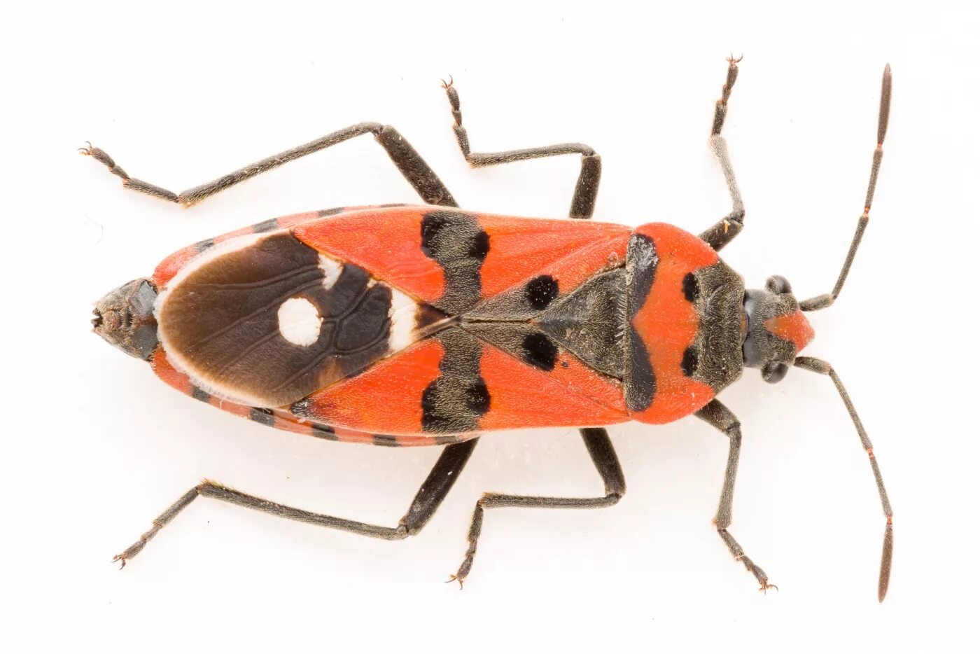 жук клоп солдатик. красный солдатик. жук клоп солдатик красный. жук красноклоп солдатик. жук клоп солдатик красный.