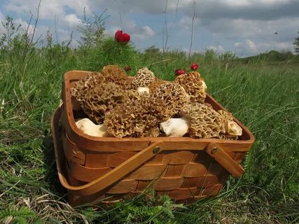 Грибы ставрополь