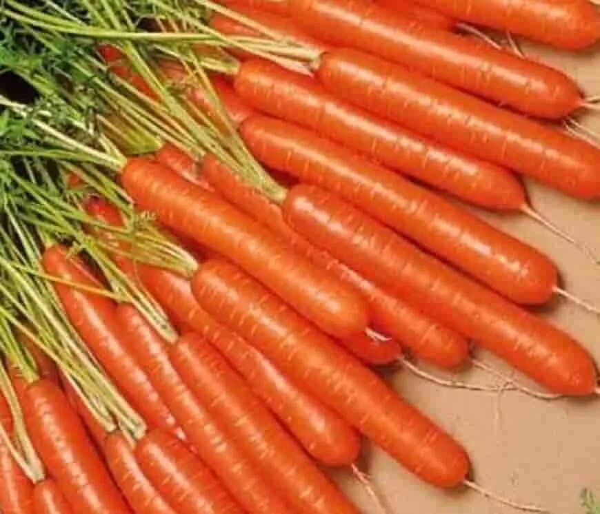 Морковь Каротан. Морковь Карамелька 2гр/10. Морковь семена лучшие. Столовые сорта моркови. Лучшие сорта моркови для средней полосы