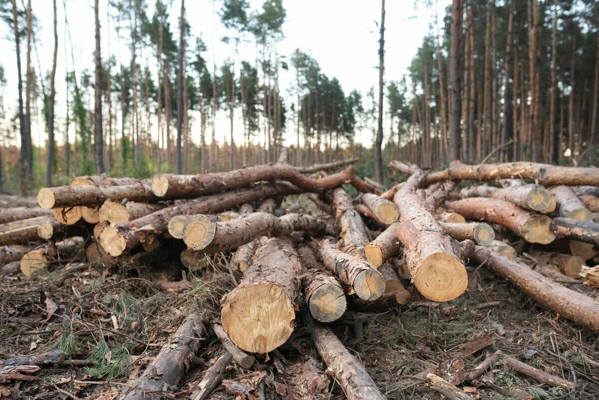 Где можно купить лес. Вырубка лесов в Воронеже. Вырубка лесов в Воронеже незаконная. Незаконная рубка лесных насаждений. Вырубка деревьев в Северном лесу Воронеж.