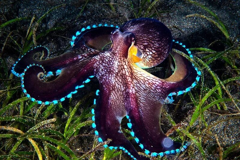 Кокосовый осьминог (Coconut Octopus). Головоногие моллюски осьминог. Осьминог Джильберта. Осьминог Дофлейна гигантский.