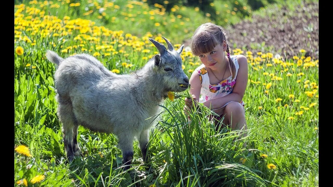 Дети года козы. Козы в деревне. Козленок. Коза с козлятами. Фотосессия с козленком.