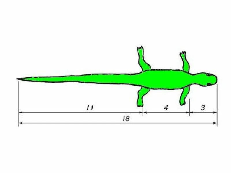 Анализ ящерица. Ящерица золотое сечение. Ящерица живородящая золотое сечение. Золотая пропорция ящерица. Ящерица пропорции.