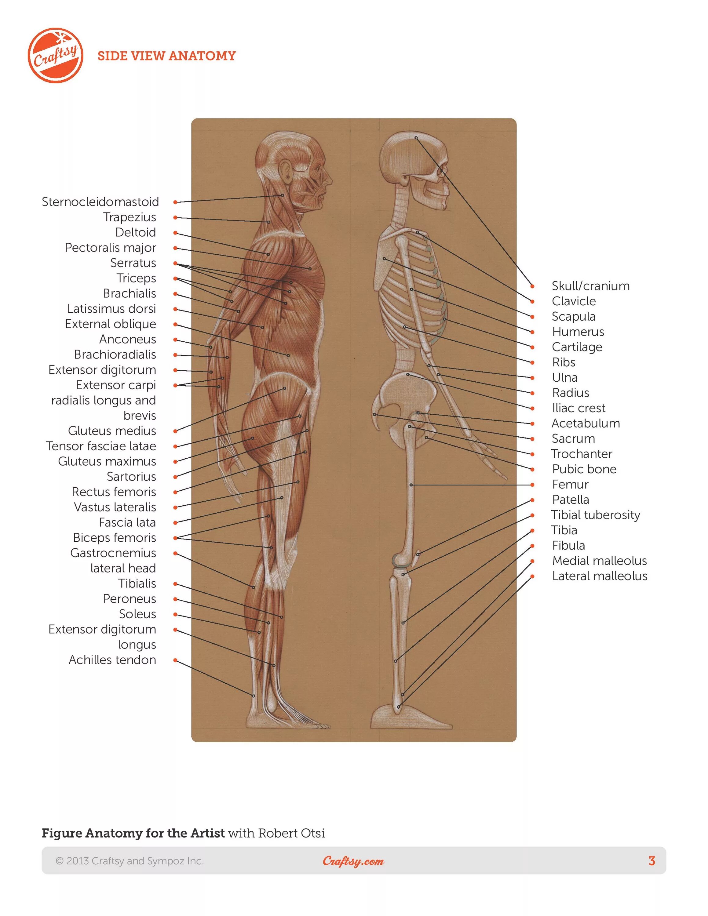 Роберто ости анатомия для художников. Анатомия человека Размеры. Основы анатомии человека Роберто ости. Анатомия человека для рисования книга. Basic human