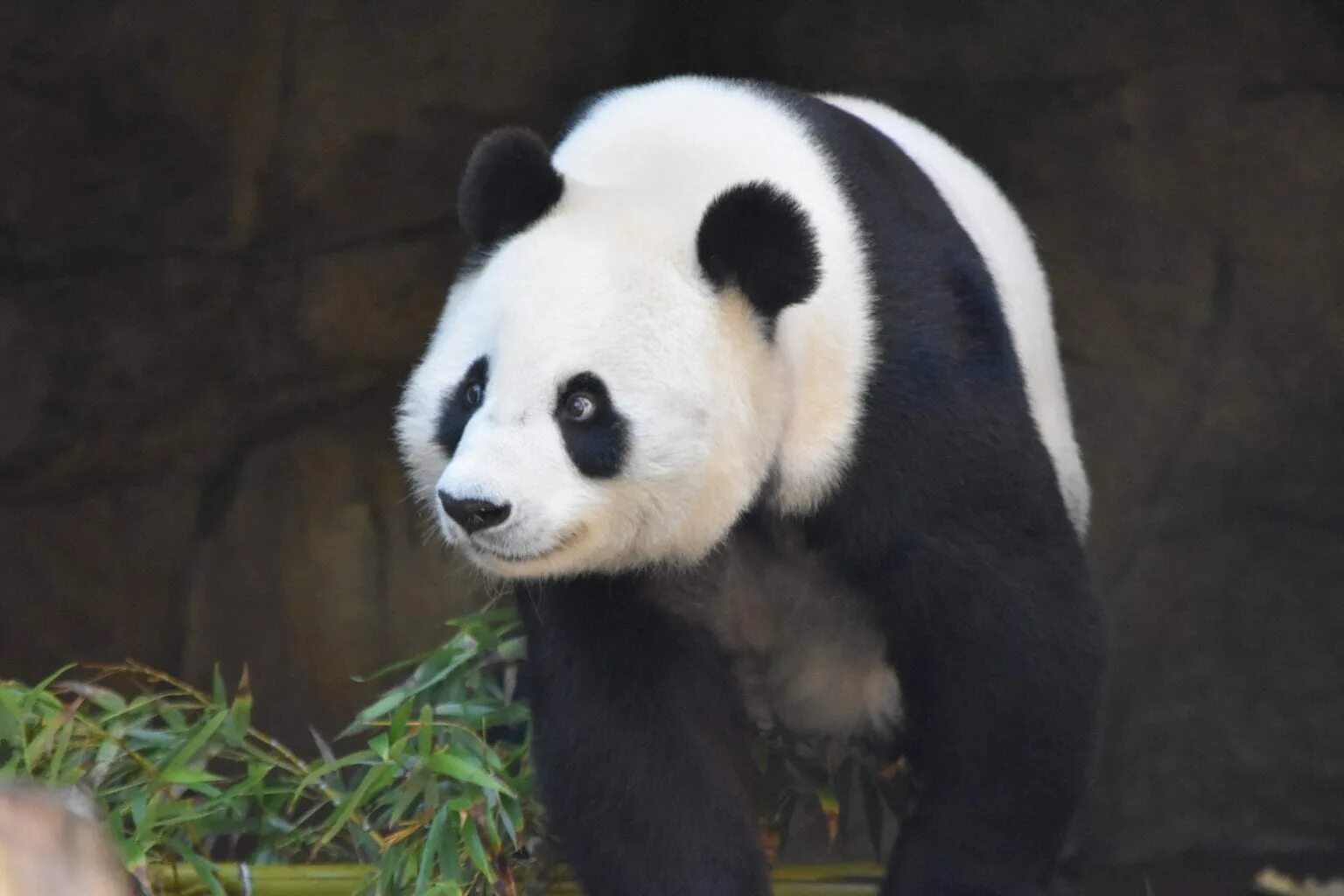 Большая панда сколько живут. Панда обитает в Евразии. Сколько осталось панд. Панда относится к семейству Медвежьих. Где обитают панды.