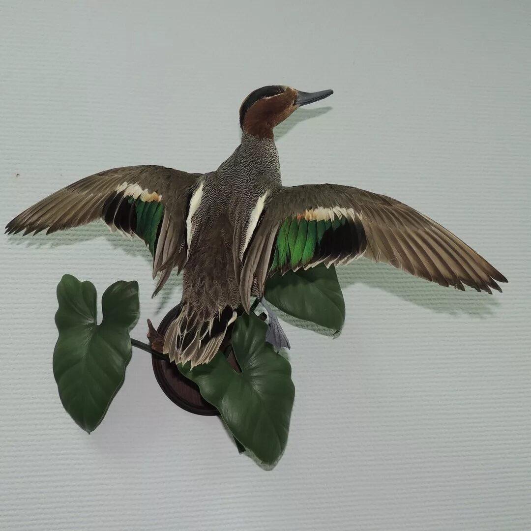 покраска чучела утки. железная чучела. железная чучела. чучело тетерева (циммерман). чучело вороны.