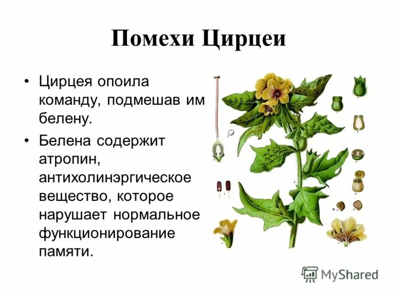 Hyoscyamus. белена черная hyoscyamus niger. белена вещество. белена. белена черная применение.